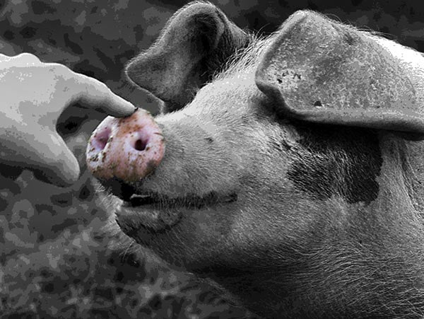 the Piggy High Polished Airplane Propeller Blade Display Sculpture